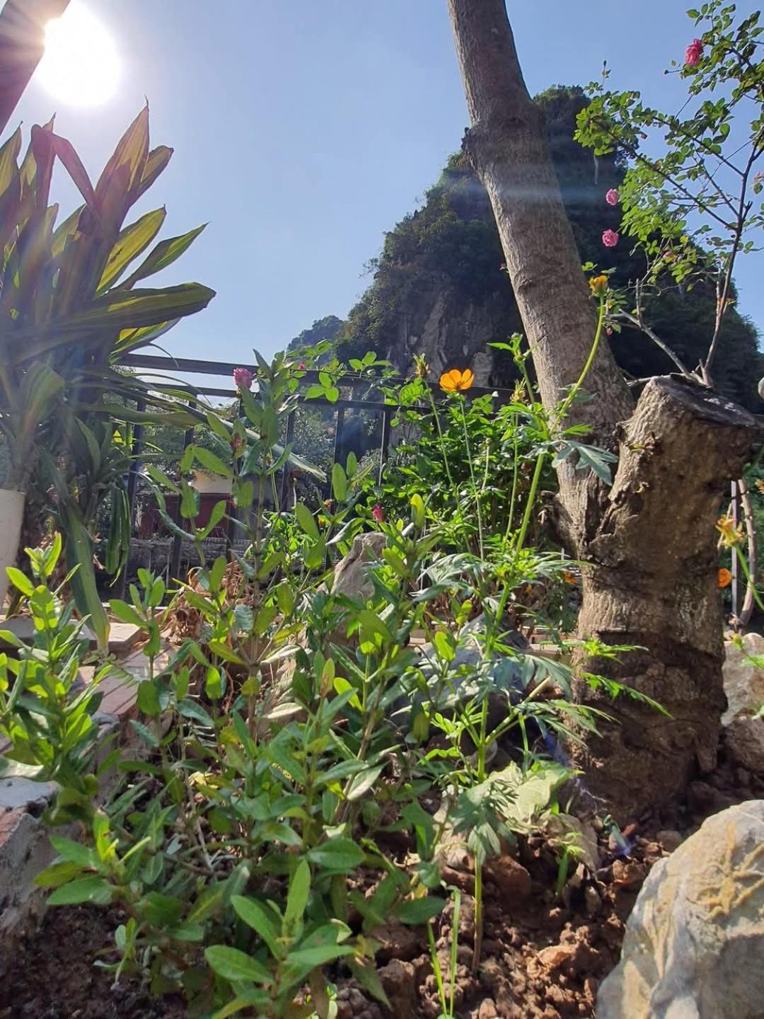Trang An Hana Homestay Nguyen Ngoai Eksteriør billede